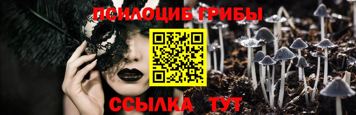 Галлюциногенные грибы Psilocybe Калуга